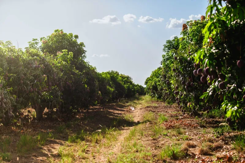 Sunshine State Harvest: Chasing American-Grown Mangoes From South Florida Groves to Your Local Market Stand