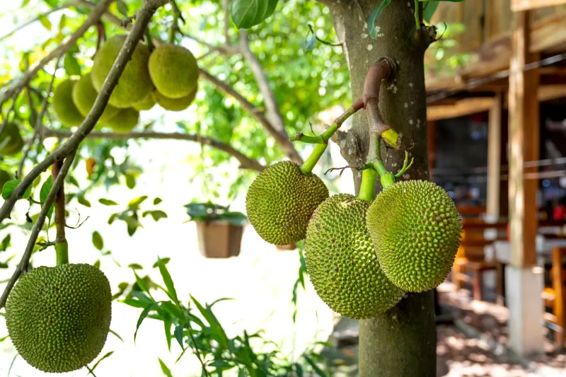 Pulled Pork's Evil Twin: Jackfruit Is Secretly a Dessert Fruit and We Need to Talk About It