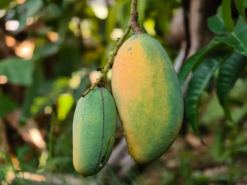 Stop Squeezing Your Mangoes: The Counter Is Gaslighting You